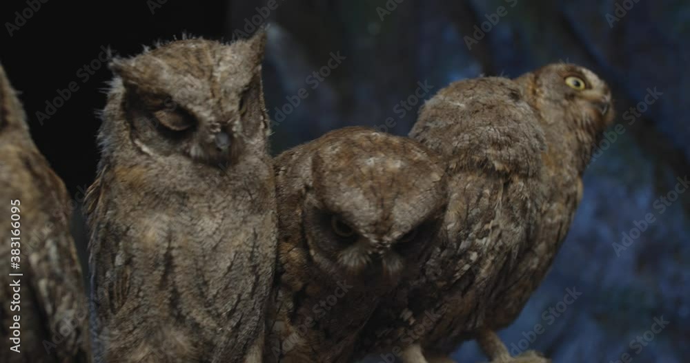 Adorable baby owls sitting on a branch at the studio, wildlife, 4k Adorable baby owls sitting on a branch at the studio, wildlife, 4k