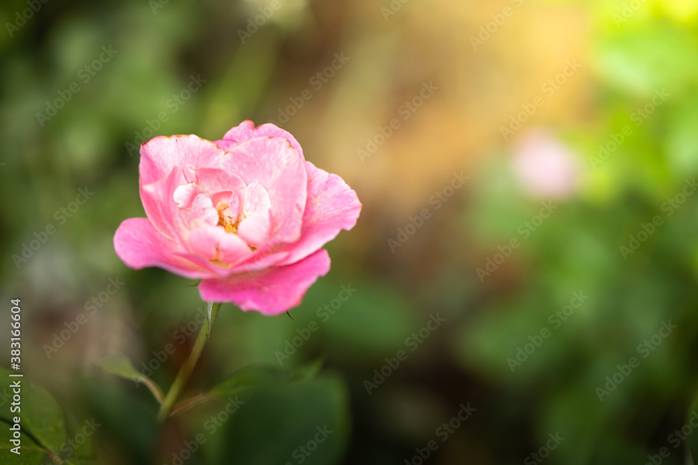 Roses in the garden Roses in the garden