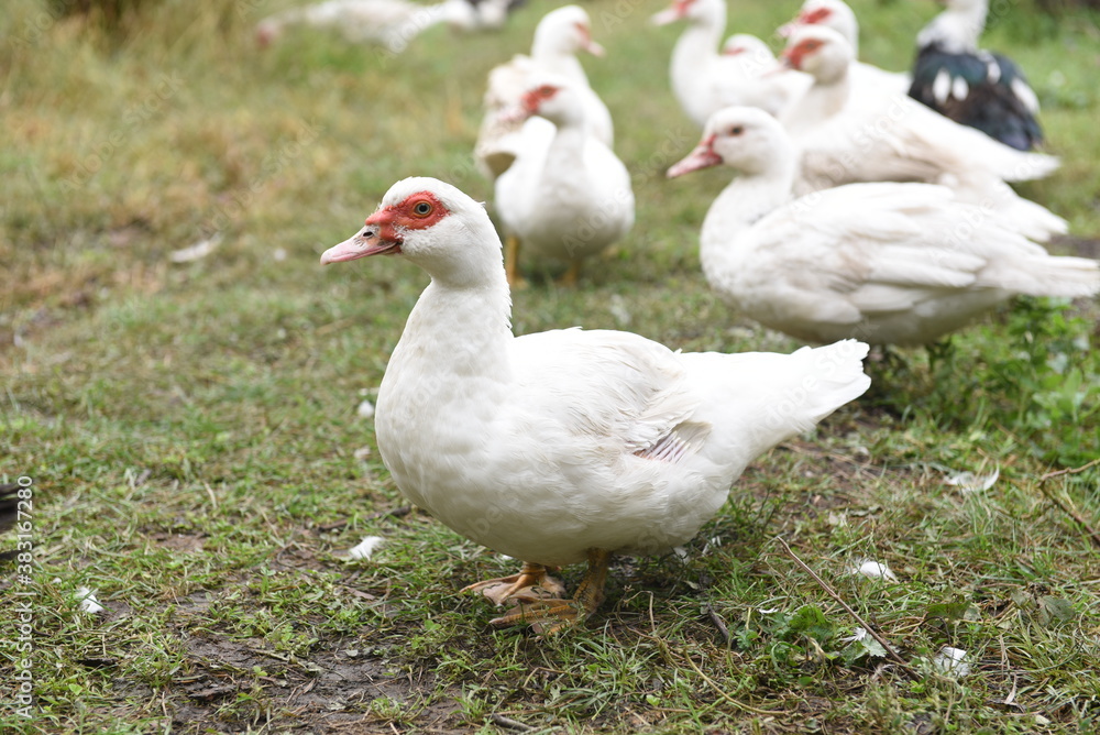 duck duck