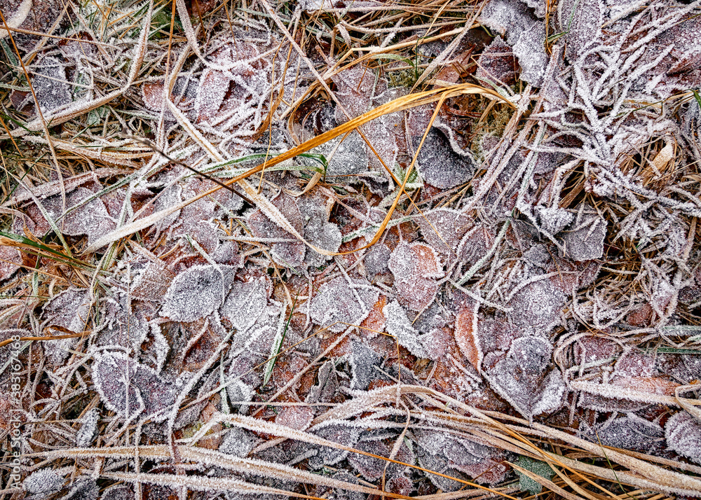 Leaves and grass covered in rime. Frozen autumn background. Leaves and grass covered in rime. Frozen autumn background.