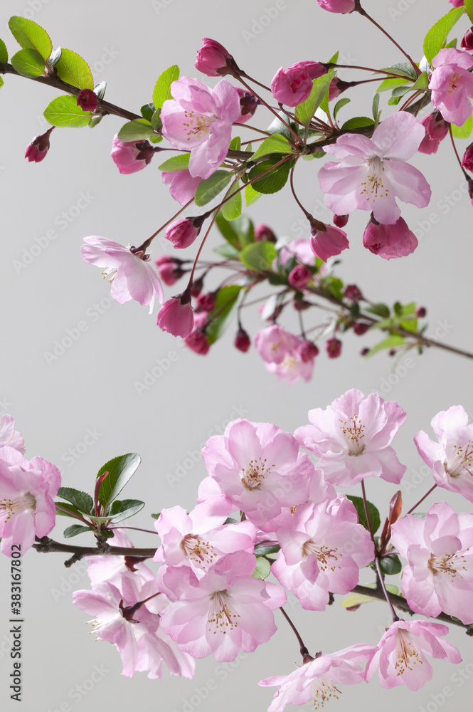 Obraz premium カイドウ