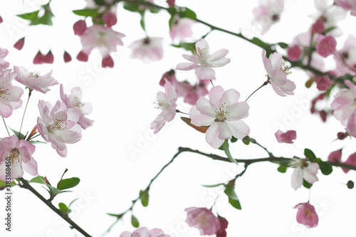 Wallpaper Mural カイドウ Torontodigital.ca