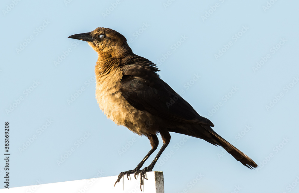 Fototapeta premium A boat tailed grackle in the early morning on Amelia Island, Florida.