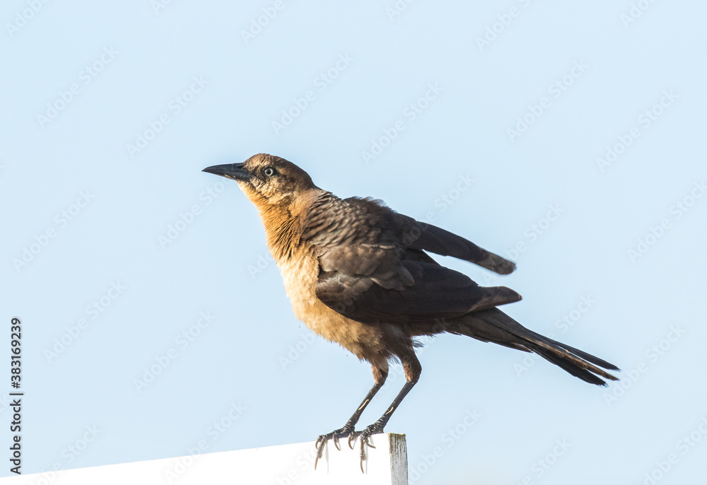 A boat tailed grackle in the early morning on Amelia Island, Florida. A boat tailed grackle in the early morning on Amelia Island, Florida.