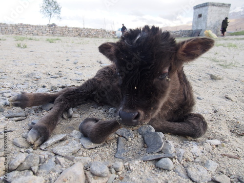 Cute little calve, Pangong tso (Lake), Durbuk, Leh, Ladakh, Jammu and Kashmir, India