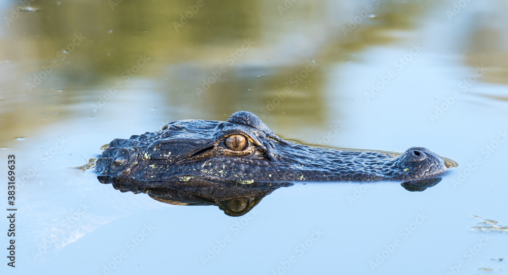 An american alligator in a pond on Amelia Island with late afternoon reflections.