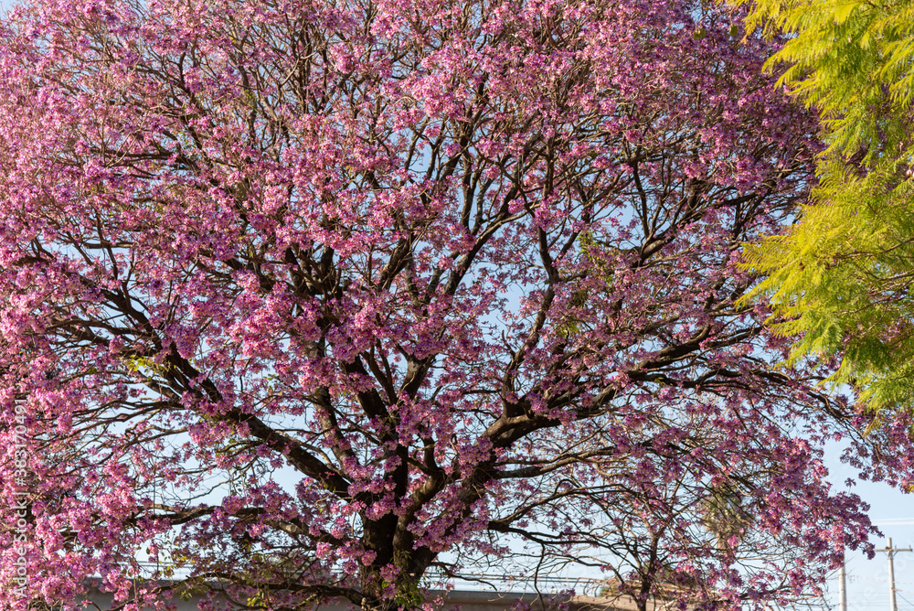 Pink ipe tree (Tabebuia impetiginosa) blooming in the spring season Pink ipe tree (Tabebuia impetiginosa) blooming in the spring season