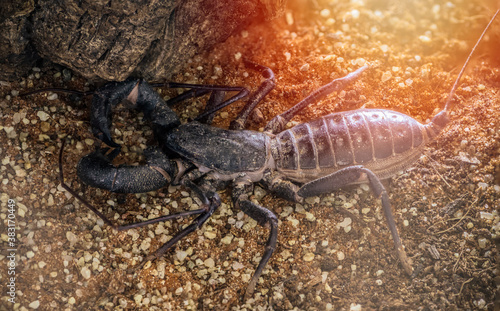 Giant Whip scorpion © PixilRay