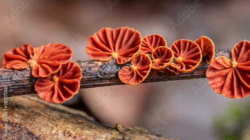 Anthracophyllum archeri fungi (Orange Fan) - Copeland Tops rainforest, NSW, Australia