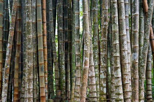 Giant bamboo or dragon bamboo (Dendrocalamus giganteus), Rio de Janeiro, Brazil photo