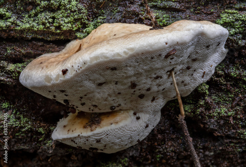 Perenniporia ochroleuca bracket fungi - Copeland Tops rainforest, NSW, Australia