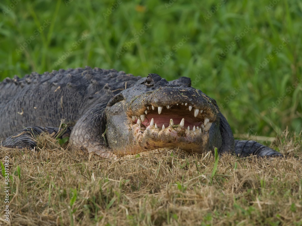 Obraz premium American Alligator in Lake Apopka Wildlife Drive enjoying Florida Wetlands