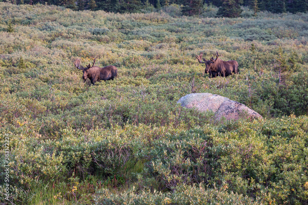 Wild moose going for a morning hike in the Mount Evans wilderness in Colorado. Wild moose going for a morning hike in the Mount Evans wilderness in Colorado.