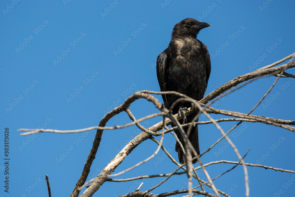 A wild crow perched on a branch in Colorado.
