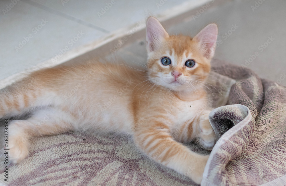 A orange kitten, Ginger kitten play with the towel on the floor