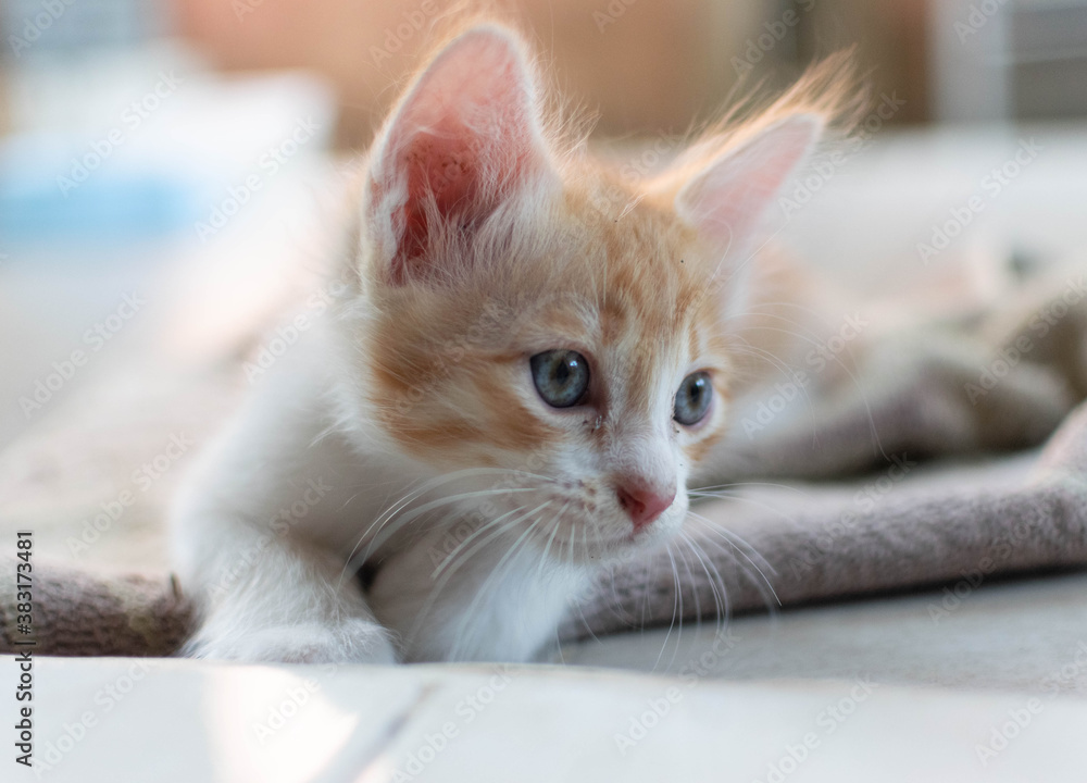 orange kitten play with the towel on the floor