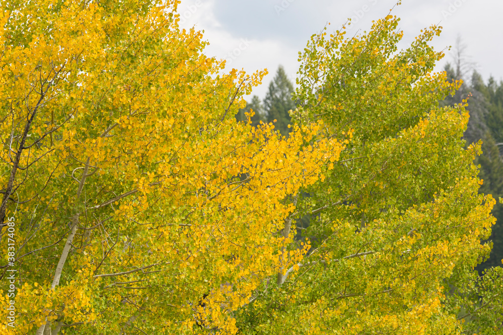 Fototapeta premium Landscape view of the fall colors in Grand Teton National Park (Wyoming).