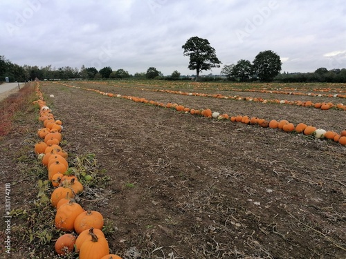 Halloween pumpkins growing in rows in a field in Norfolk UK