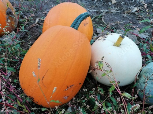 orange and white pumpkins growing in a field for halloween and pie