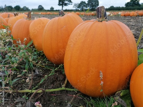 A row of big orange halloween pumpkins growing in a field