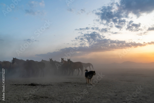 Fototapeta Naklejka Na Ścianę i Meble -  Wild horses run in foggy at sunset. Between Cappadocia and Kayseri, Turkey