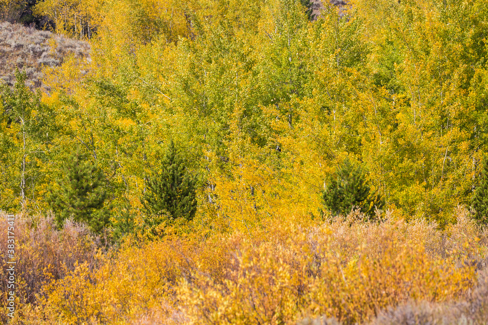 Landscape view of the fall colors in Grand Teton National Park (Wyoming). Landscape view of the fall colors in Grand Teton National Park (Wyoming).