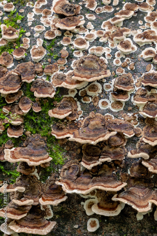 Trametes versicolor fungi (Turkey Tails) - Lamington National Park, QLD, Australia