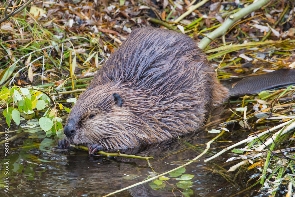 A wild beaver chewing on a stick in a pond in Grand Teton National Park (Wyoming). A wild beaver chewing on a stick in a pond in Grand Teton National Park (Wyoming).