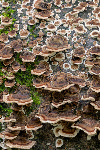Trametes versicolor fungi (Turkey Tails) - Lamington National Park, QLD, Australia
