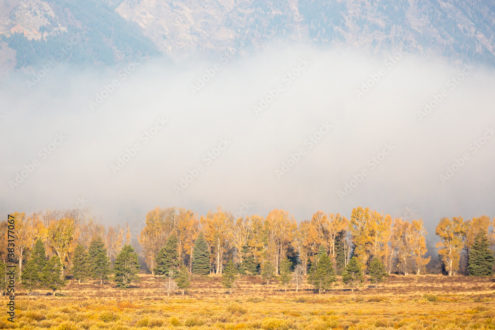 Fototapeta premium Landscape view of the fall colors in Grand Teton National Park (Wyoming).