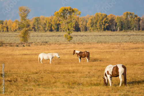 Fototapeta Naklejka Na Ścianę i Meble -  Horses grazing in a field in Elk Ranch just outside Grand Teton National Park (Wyoming).