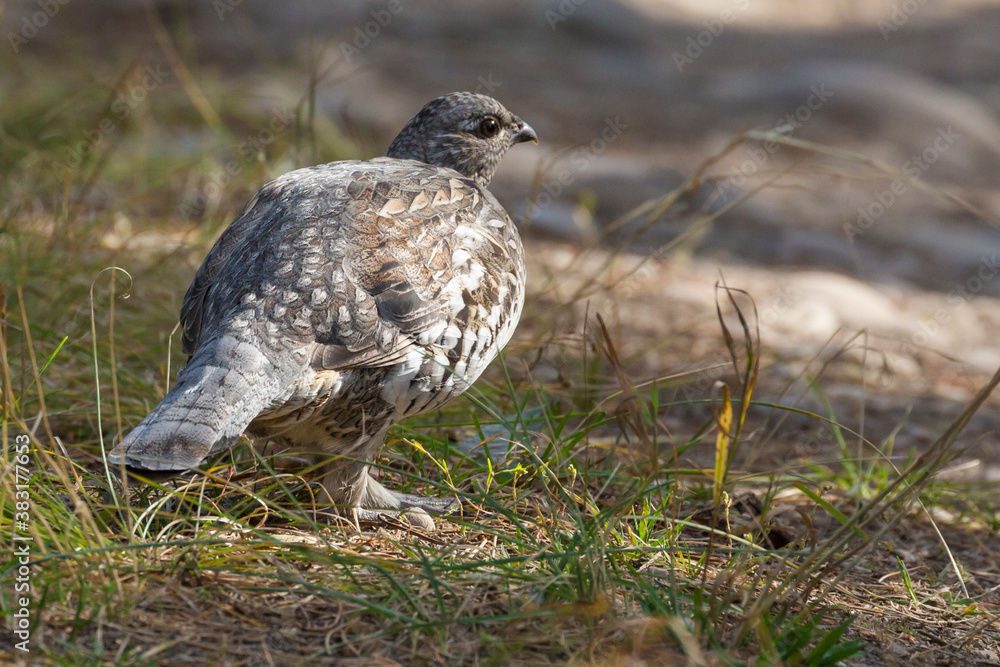 Obraz premium A wild grouse foraging for food along the side of the road in Grand Teton National Park (Wyoming).