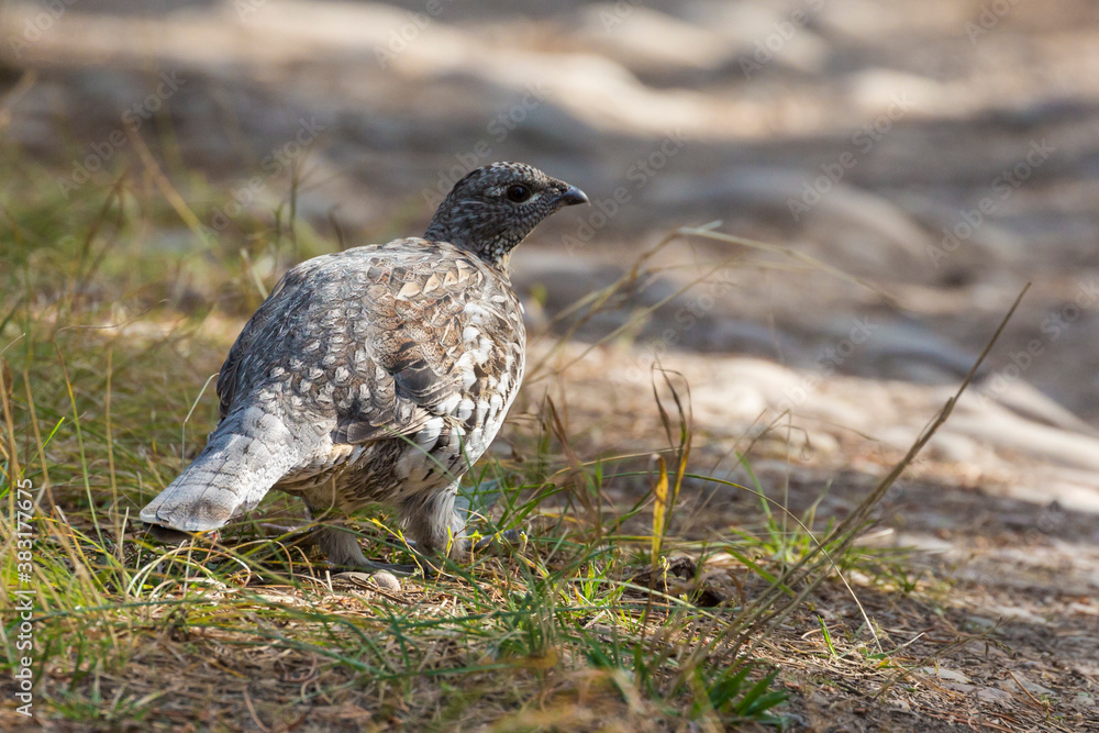 A wild grouse foraging for food along the side of the road in Grand Teton National Park (Wyoming). A wild grouse foraging for food along the side of the road in Grand Teton National Park (Wyoming).