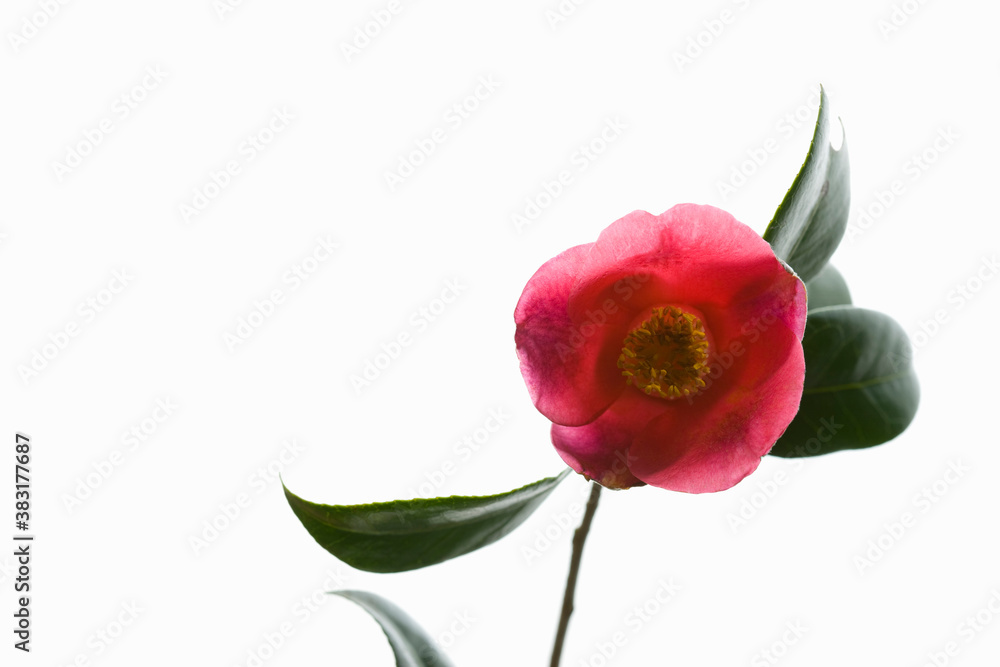 Naklejka premium ツバキ