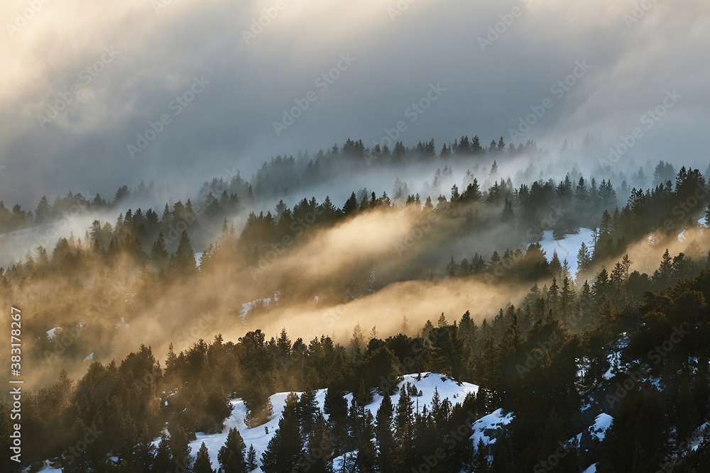 Fototapeta premium Snowy winter landscape with clouds passing between pine trees in sunset light