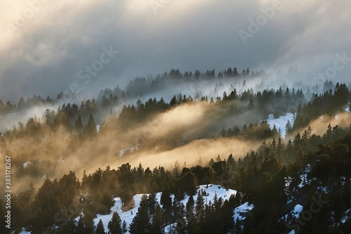 Snowy winter landscape with clouds passing between pine trees in sunset light