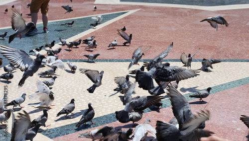 A high angle shot of pigeons feeding on the sidewalk in Barcelona, Spain