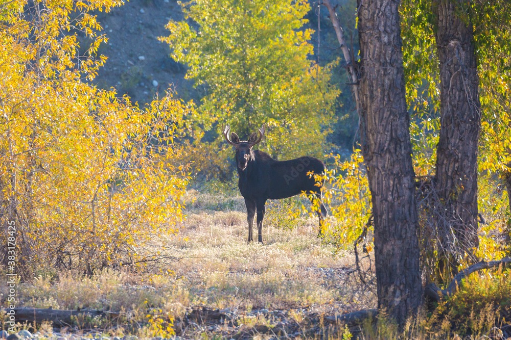 Fototapeta premium A wild moose amidst the fall colors on Pilgrim Creek in Grand Teton National Park (Wyoming).