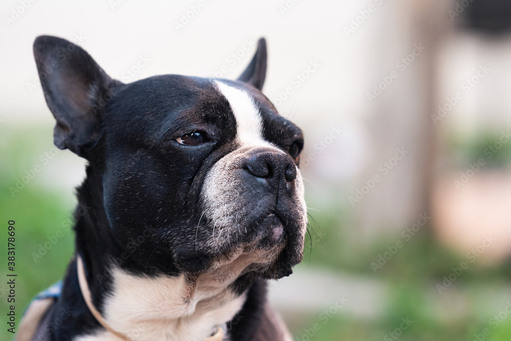 Closeup portrait of a Boston Terrier dog of black and white with a thoughtful looking, grass in the blurry background with copy space for text.