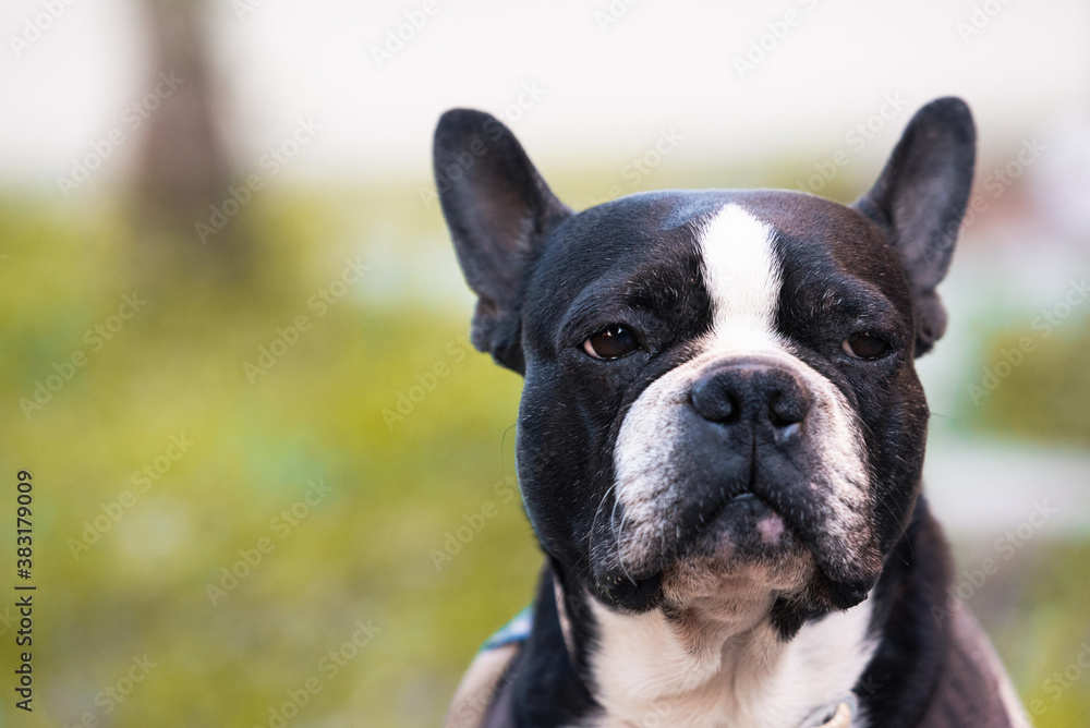 Portrait of a Boston Terrier dog of black and white fur posing for camera and looking away with poker face, grass in the blurry background and space for text.