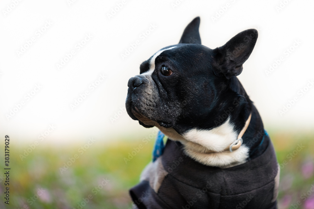 Portrait of a Boston terrier dog with clothes and a cute looking. White background and grass in bokeh. Horizontal image with space for text.