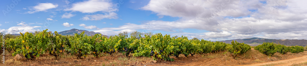 panoramic vineyards with vines and grapes ready for harvest