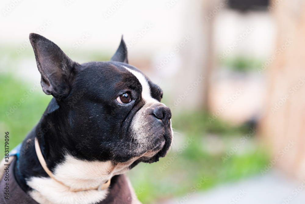 Three quarter portrait of an adorable Boston Terrier dog of black and white fur looking away and posing for camera, grass in the background with bokeh and space for text.