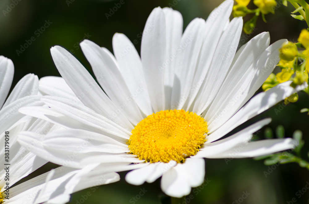 Fototapeta premium Primer plano de la flor de la planta de margarita