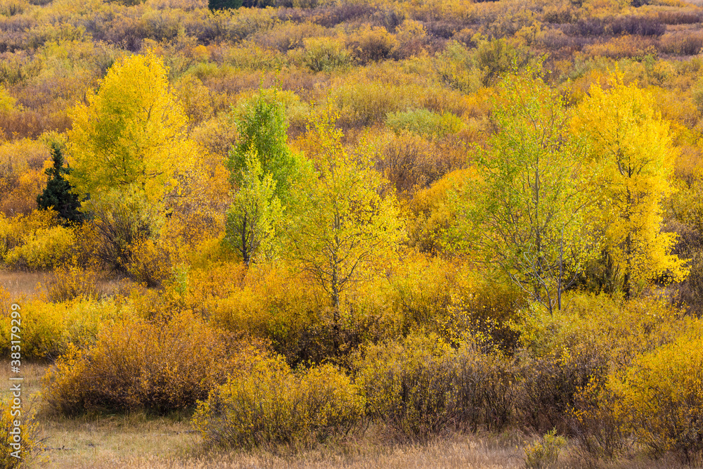 Fototapeta premium Landscape view of the fall colors in Grand Teton National Park (Wyoming).