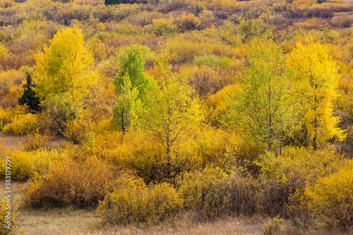 Landscape view of the fall colors in Grand Teton National Park  Wyoming .