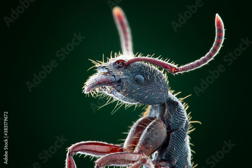Fotografie Extreme macro queen hairy ant insect