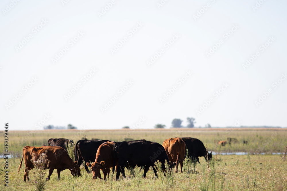 Obraz premium angus en el campo