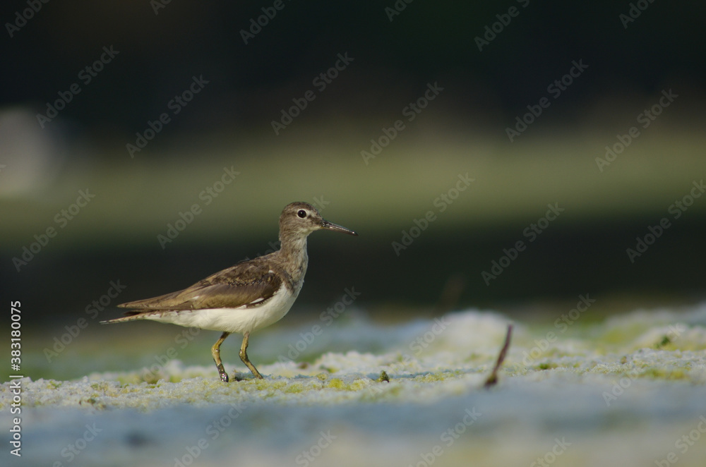 Actitis hypoleucos Small sea bird with nature background Actitis hypoleucos Small sea bird with nature background