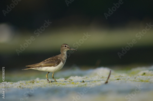 Actitis hypoleucos Small sea bird with nature background © Rifki